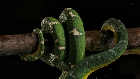 Emerald tree boa night rain droplets from branch above coiling up snake night Stock Footage 170836651