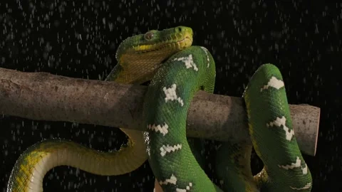Emerald tree boa in night time rain slomo 120fps Stock Footage 170836622