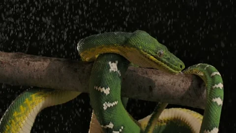 Emerald tree boa night time rain uncoiling from branch slomo Stock Footage 170836652