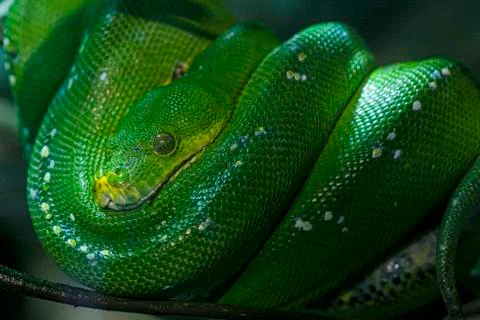 Emerald tree boa or simply emerald tree boa Corallus caninus rolled up on bra Foto stock