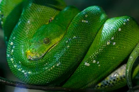 Emerald tree boa or simply emerald tree boa Corallus caninus rolled up on bra Stock Photos