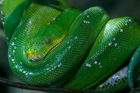 Emerald tree boa or simply emerald tree boa Corallus caninus rolled up on bra Stock Photos