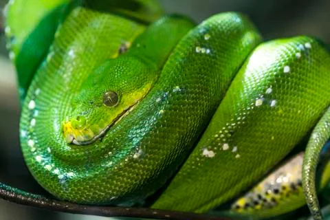 Emerald tree boa or simply emerald tree boa Corallus caninus rolled up on bra Stock Photos