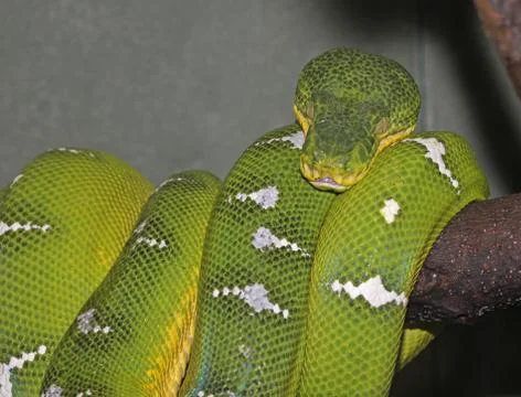 Emerald tree boa Stock Photos