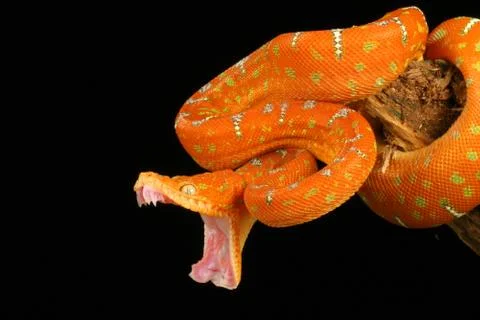 Emerald tree boa Stock Photos