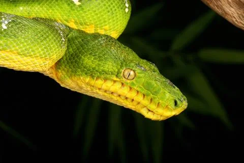 Emerald tree boa Stock Photos