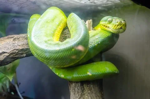 Emerald tree boa Foto stock
