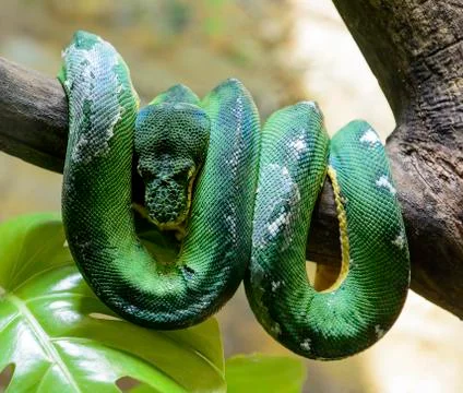 Emerald tree boa Stock Photos