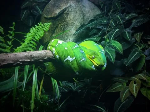 Emerald Tree Boa Stock Photos