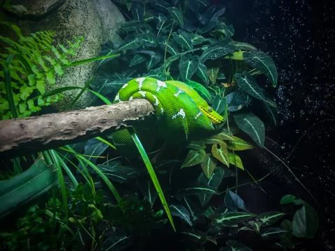Emerald Tree Boa Stock Photos