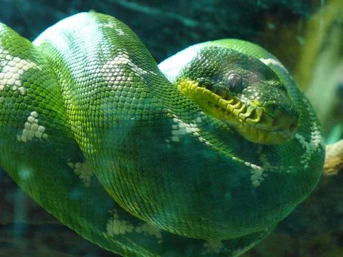 Emerald Tree Boa Stock Photos