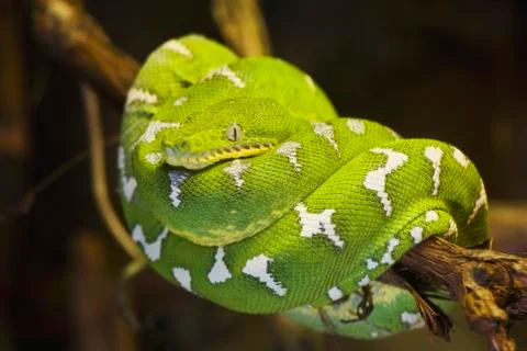 Emerald Tree Boa Stock Photos