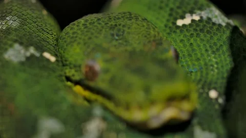 Emerald tree boa pull focus rear to nose macro Stock Footage 170836676