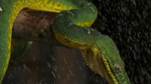 Emerald tree boa raining night time snake looking for cover slomo close up Stock Footage 170836671
