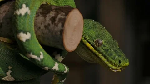 Emerald tree boa reveal face from behind branch tongue flick after night rain Video stock 170836681