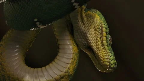 Emerald tree boa sliding down from tree branch tongue flick underside view Stock Footage 170836684