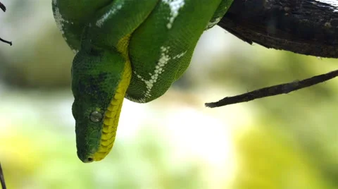An Emerald tree boa snake curled up on the tree branch Stock Footage 49139618