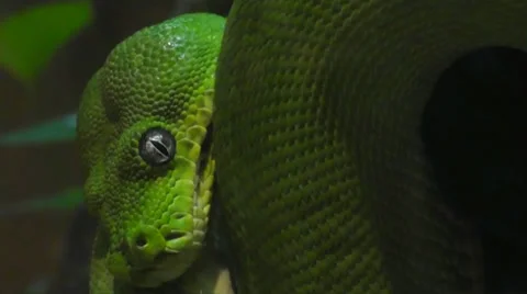 Emerald Tree Boa Snake Video stock 28503605