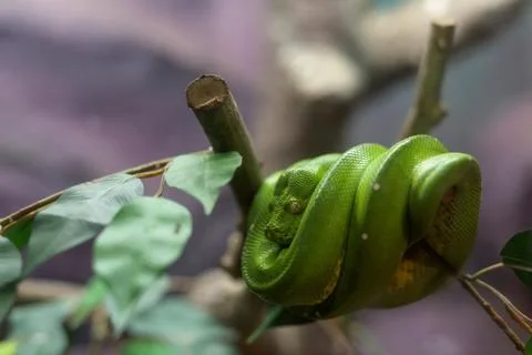 Emerald Tree Boa snake Stock Photos
