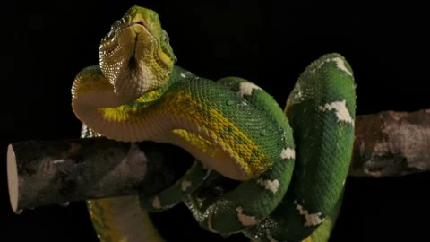 Emerald tree boa splashed with big rain droplets from foliage above night rai Video stock 170836679
