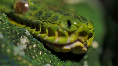 Emerald tree boa swaying in tree macro focus nose to eyes Stock Footage 170836682