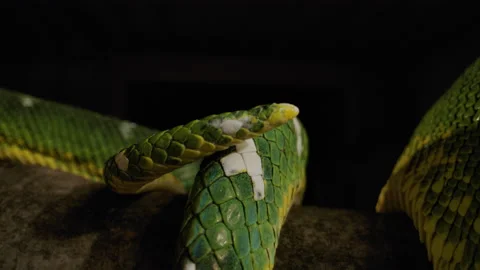 Emerald tree boa tail on branch Stock Footage 171139511