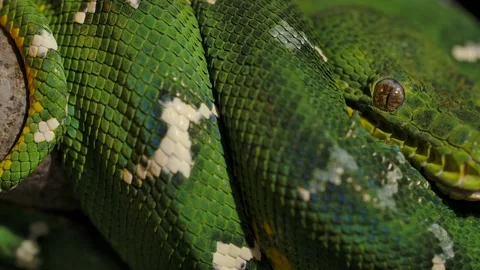 Emerald tree boa tail to face pan curled in tree Stock Footage 170836692