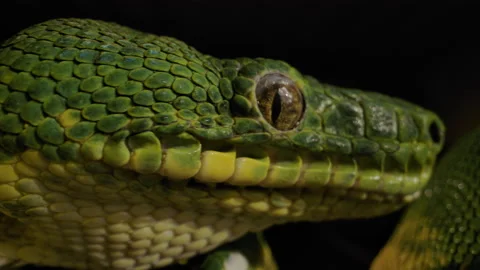 Emerald tree boa turning from camera Stock Footage 171139490
