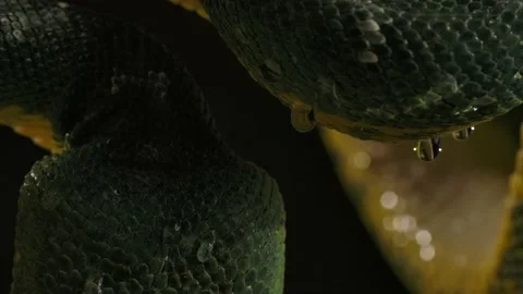 Emerald tree boa water droplets falling off snake macro slomo Stock Footage 170836688