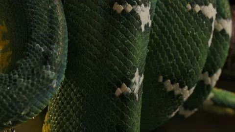 Emerald tree boa wet details rack focus on snake coiled on tree Stock Footage 170836694