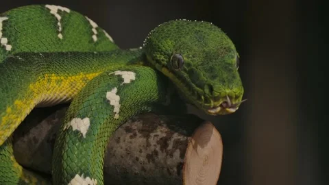 Emerald tree boa wet from night rain tongue flick slomo Stock Footage 170836693