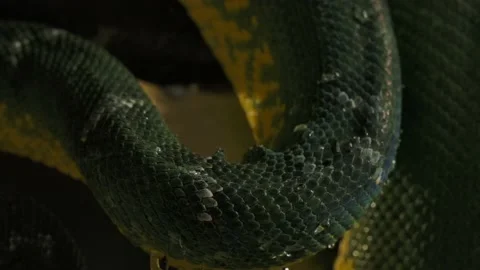 Emerald tree boa wet water droplets macro skin and scales at night Video stock 170836700