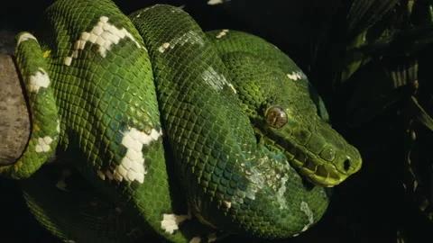 Emerald tree boa wrapped on a branch black background Stock Footage 170516574