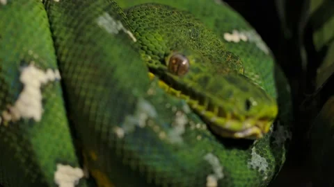 Emerald tree boa wrapped in tree rack focus Stock Footage 170836707