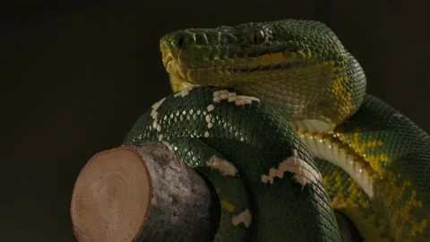 Emerald tree boa zoom in side profile coiled on big branch Stock Footage 170836708