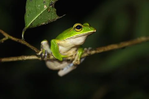 Emerald Tree Frog Perched on a Branch. Stock Photos