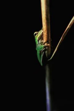 Emerald Tree Frog Perched on a Twig, New Taipei City, Taiwan. Stock Photos