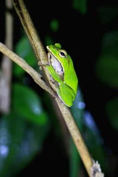 Emerald Tree Frog Perched on a Twig, New Taipei City, Taiwan. Foto stock
