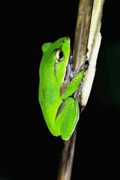 Emerald Tree Frog Perched on a Twig, New Taipei City, Taiwan. Stock Photos