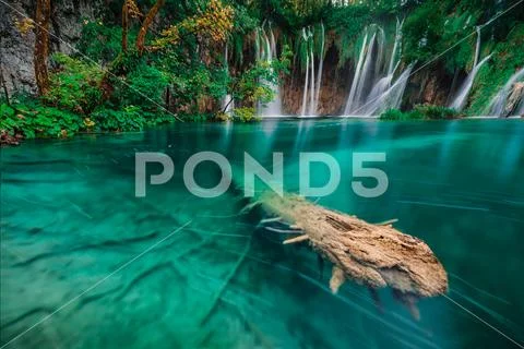 Emerald tree Stock Photos