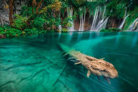 Emerald tree Stock Photos