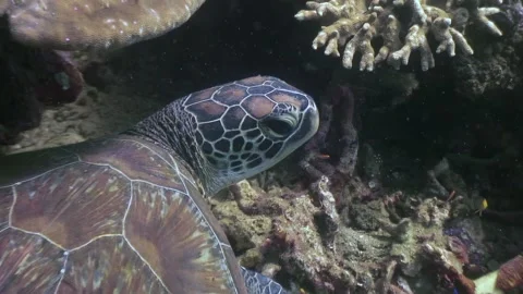 Emerald turtle glides gracefully near apo island Vídeo Stock 319077909