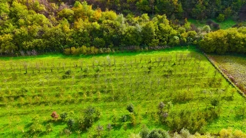 Emerald Waves From Above Stock Footage 313786641