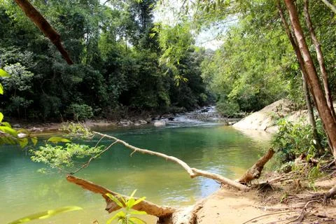 Emerauld river flowing through the rain forest during daylight Stock Photos