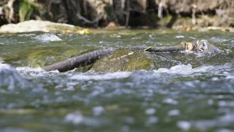Emerged in flowing river stream up-close. Stock Footage 331944988