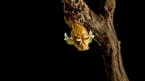 Emergence of cicadas. From first to last. Stock Footage 89420378