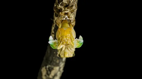Emergence of cicadas Stock Footage 87586288