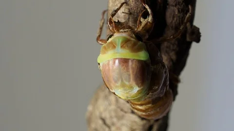 Emergence of cicadas Stock Footage 88342068