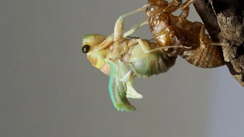 Emergence of cicadas Stock Footage 88343345
