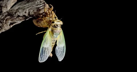 Emergence of cicadas. Stock Footage 99818775